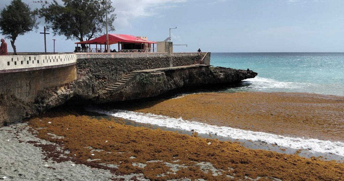Alerta: marea de sargazo invade las playas de Baracoa