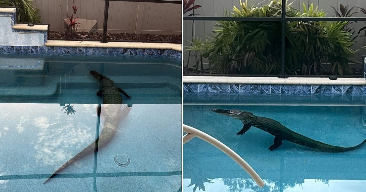 Un caimán fuerza la entrada de una casa en Florida y termina nadando en la piscina