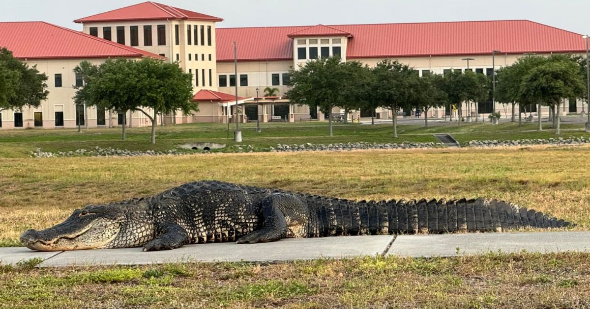 «Muchas mordeduras pueden prevenirse»: experto alerta sobre errores humanos tras tres ataques de caimanes en Florida