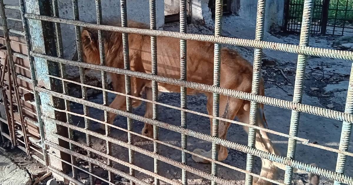 Denuncian abandono del león en zoológico de Florida en Camagüey