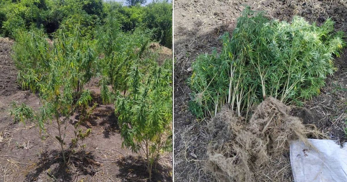 Desmantelan en Manzanillo una plantación clandestina con casi 1,300 plantas de marihuana
