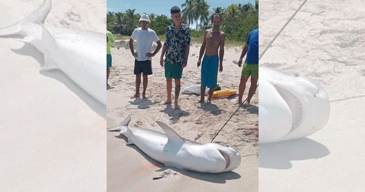 Capturan un tiburón en Varadero: «Se confundió con la utopía»