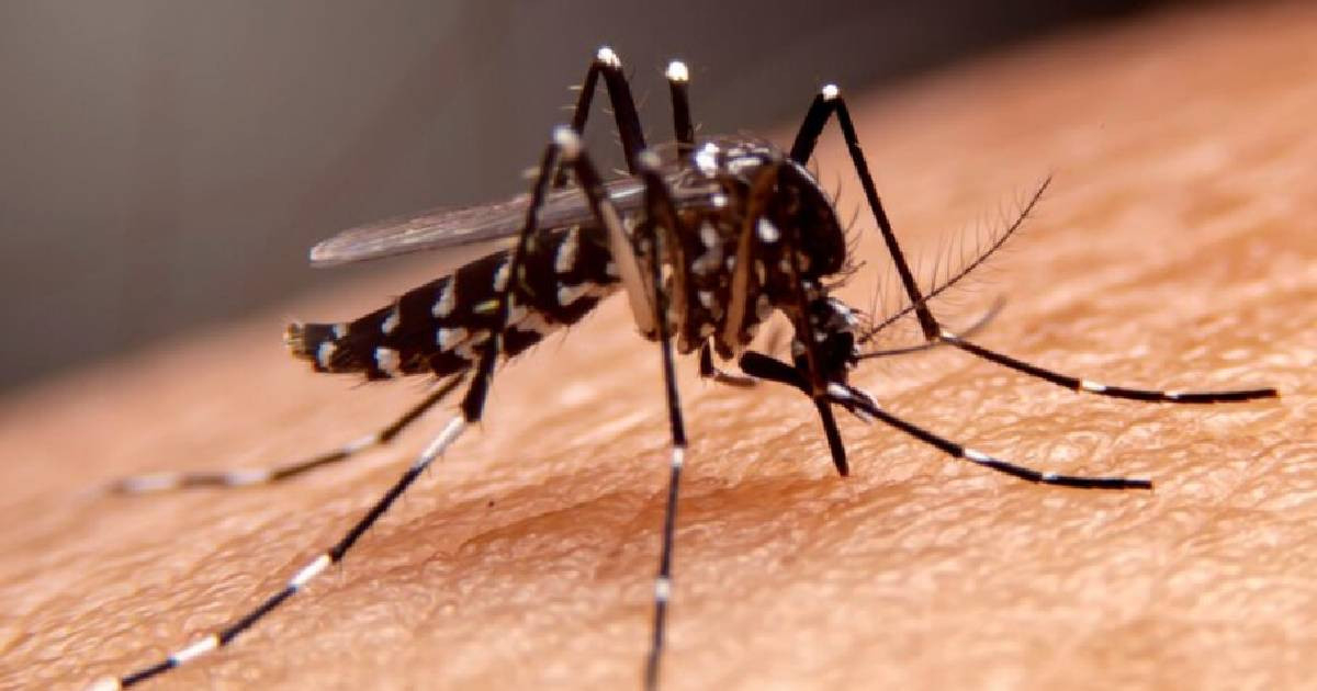 Guantánamo reporta 23 casos sospechosos de dengue y dos municipios permanecen en alarma epidemiológica
