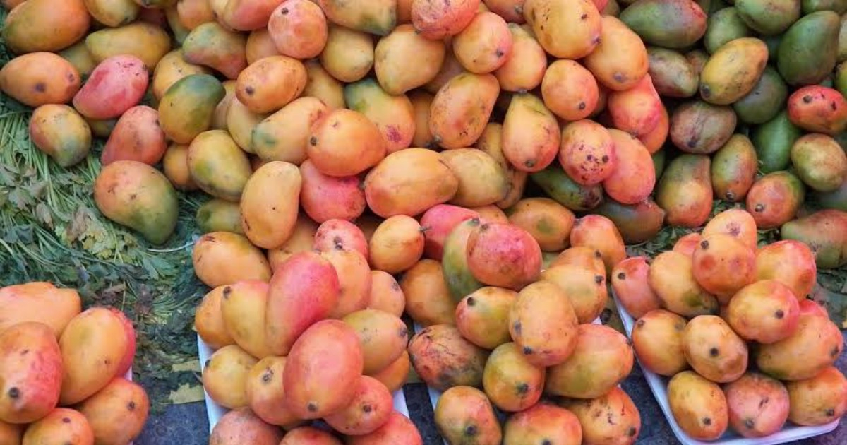 Temporada de mangos en Miami: ¿Es legal tomar los del árbol de tu vecino?