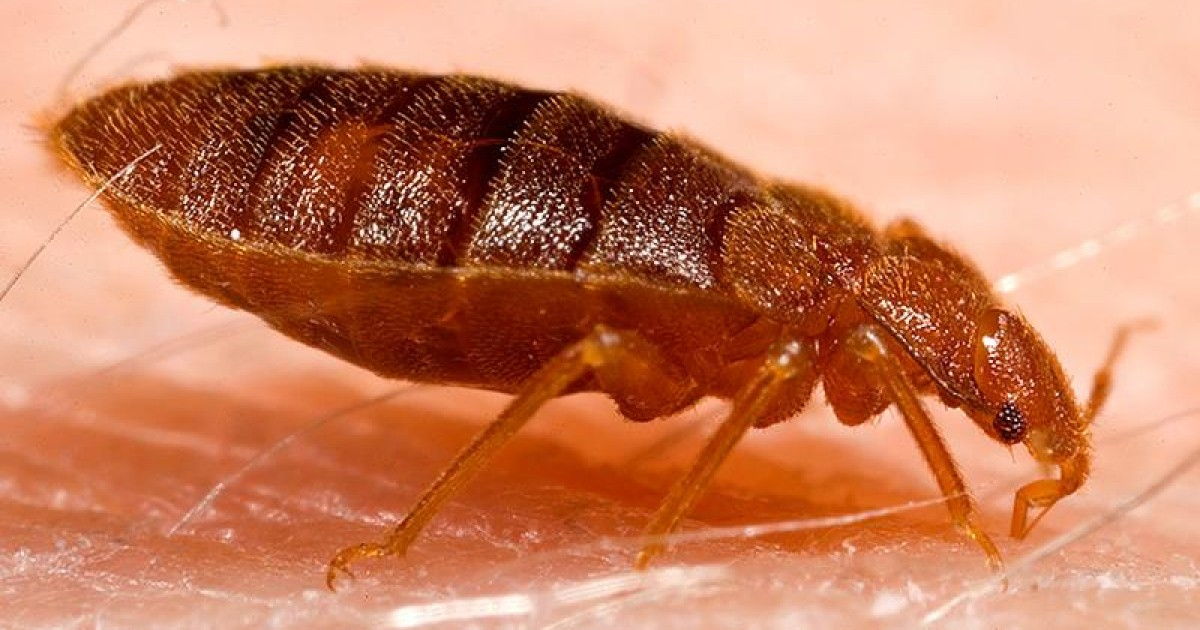 Alertan sobre plaga de chinches que se extiende en La Habana