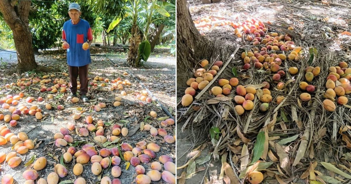 «El pueblo no pide limosnas»: Vocero oficialista estalla por la pérdida de mangos en Guantánamo