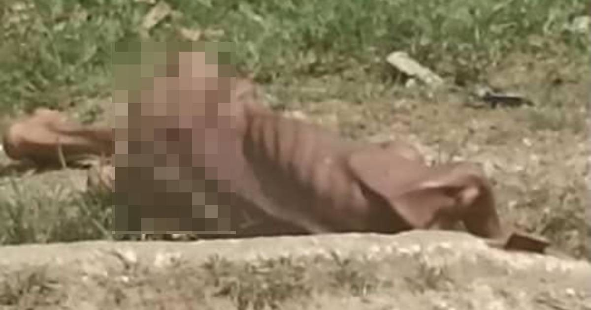 Paciente psiquiátrico de Mayarí colapsa de desnutrición extrema en una carretera: «el sistema lo abandonó»