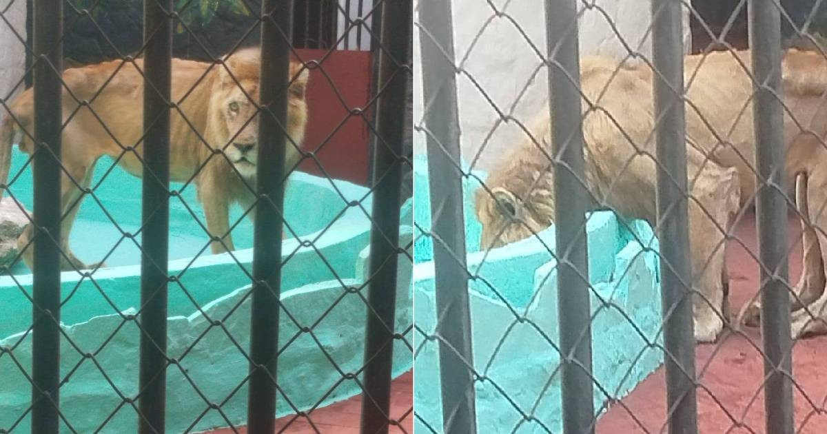 Panchito escapó de una muerte anunciada: el león ya está en su nuevo hogar