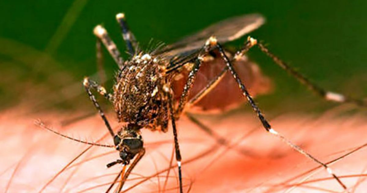 Florida reacciona con temor y rechazo al proyecto de Google de soltar millones de mosquitos
