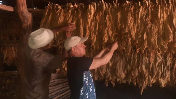 El arte de sembrar tabaco