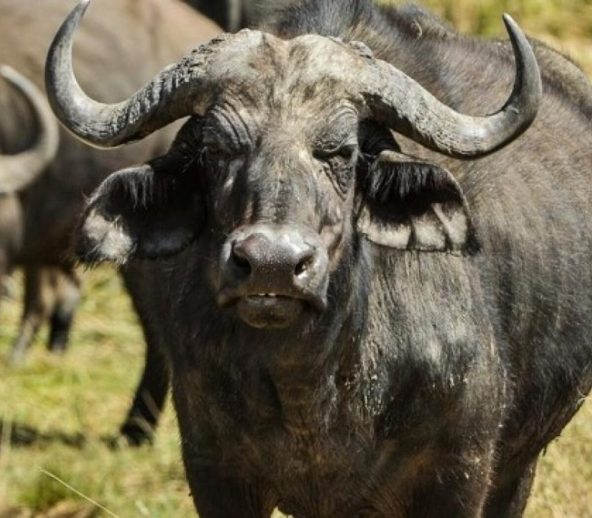 Especie bufalina en la mira ganadera