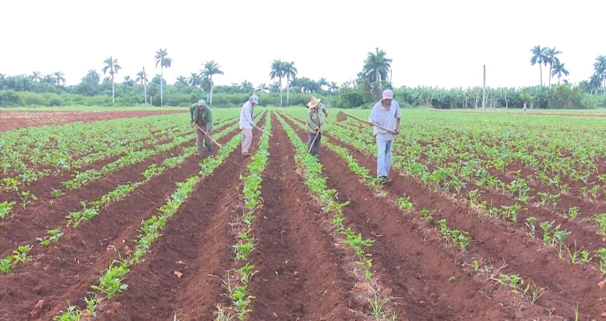 Mipymes e inversionistas extranjeros podrán solicitar tierras en Cuba – Periódico Cubano