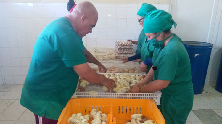 Recuperan avileños planta incubadora