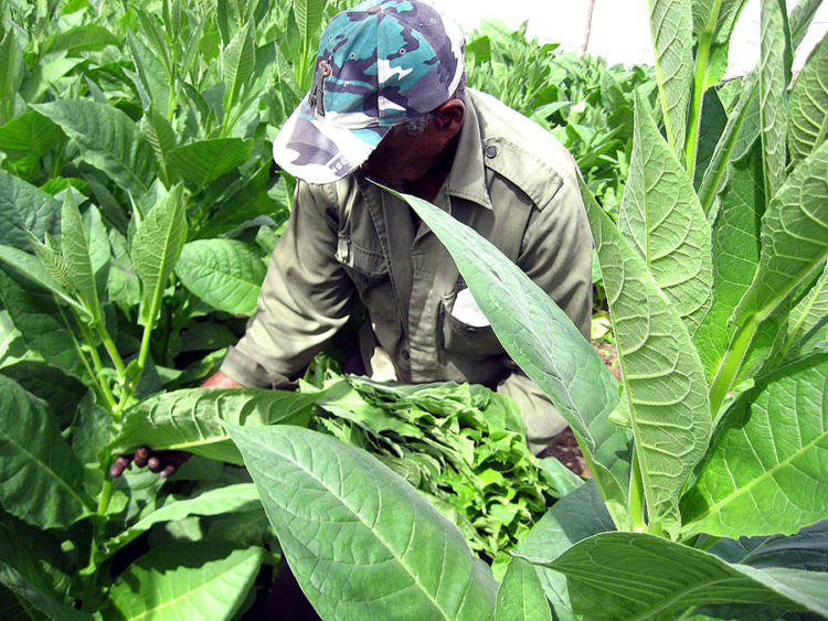 Tabaco rubio pinero, el gran desconocido de ahora