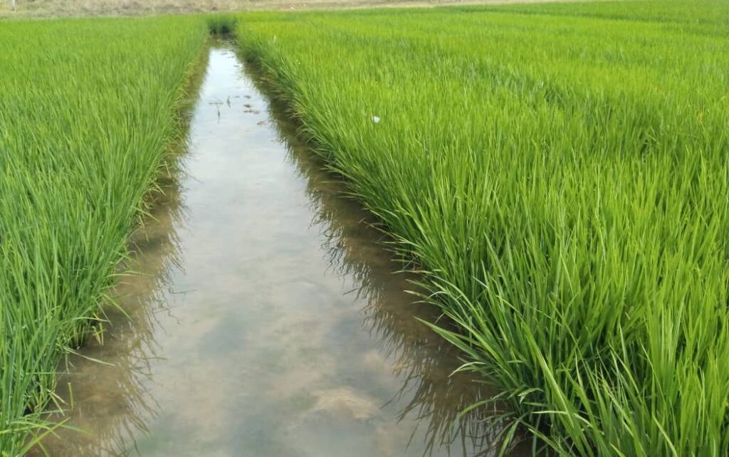 Ciencia que germina en los surcos