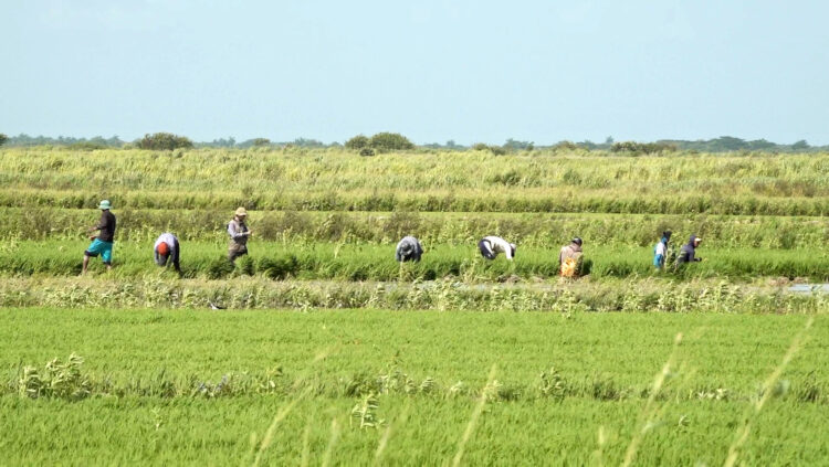 Arroz vietnamita en Alonso de Rojas