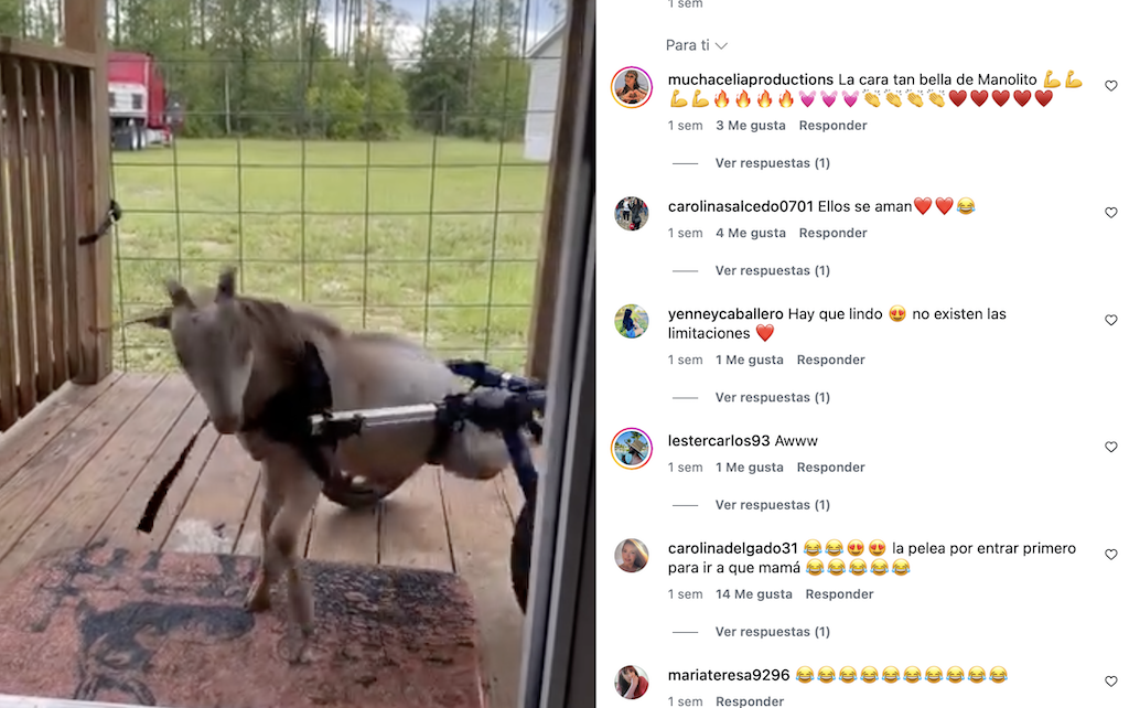 «Manolito es un chivito feliz»: Veterinaria cubana muestra el lado más hermoso de las segundas oportunidades