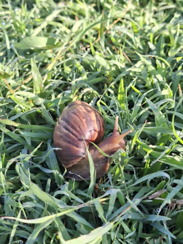 ¿Qué pasó con el caracol gigante africano?