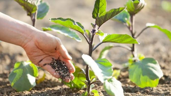Destacan labor de fitosanitarios en la producción de alimentos