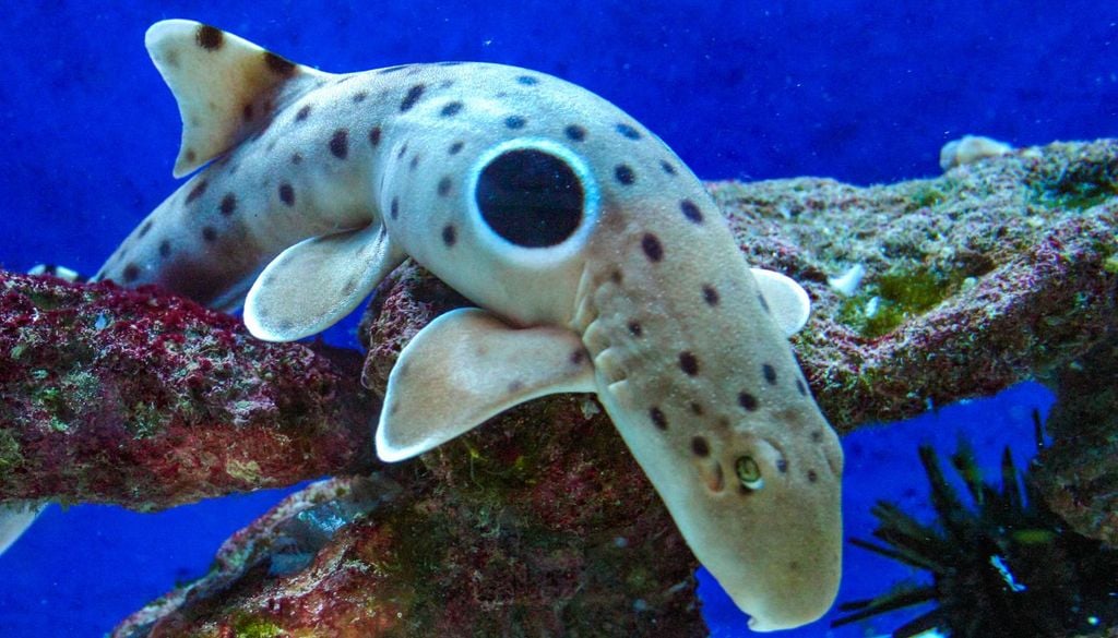 El «tiburón caminante» existe de verdad: se ha descubierto una nueva especie en Papúa Nueva Guinea
