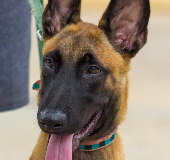 Perros, los rostros de la lealtad: un día para mirarlos a los ojos