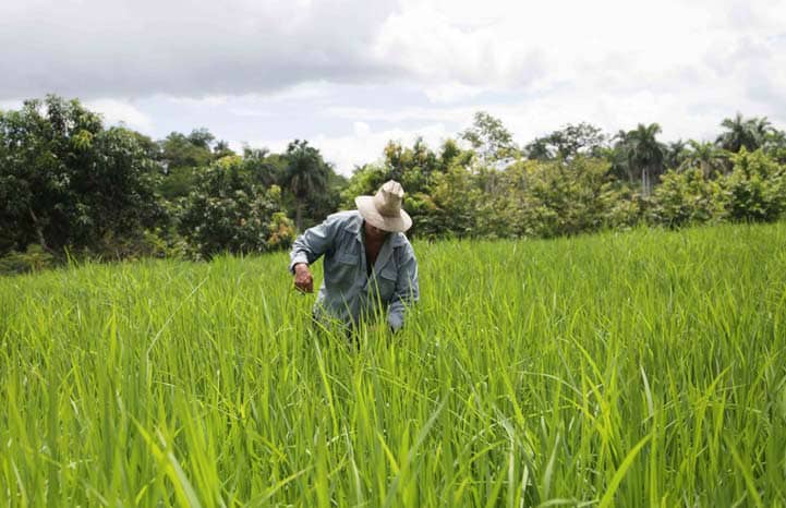 Apuestan por nuevas oportunidades en la agricultura para la producción de alimentos