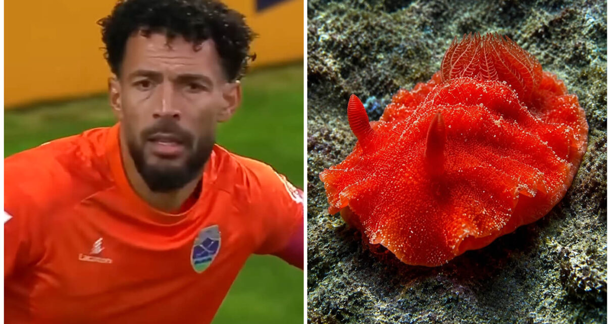 Nombran nuevo caracol en mares de Cuba en honor al futbolista Vozinha – Periódico Cubano