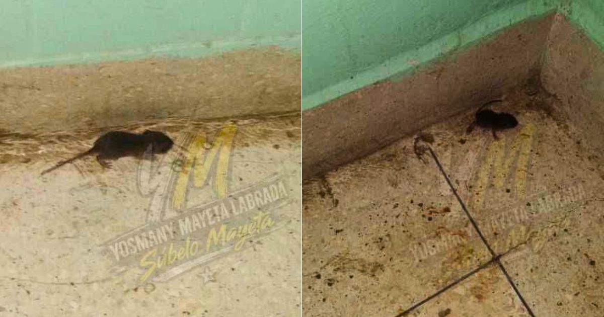 Ratas en la sala de Perinatología y almuerzo pasadas las 5:00 de la tarde en el Hospital Juan Bruno Zayas de Santiago de Cuba