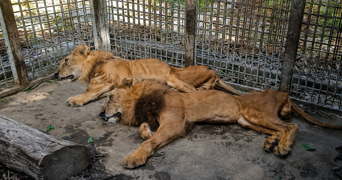 Denuncian desnutrición extrema de leones en zoológico de Las Tunas