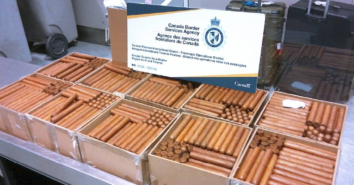 Canadá incauta 1,385 tabacos cubanos sin declarar a viajero procedente de Cuba