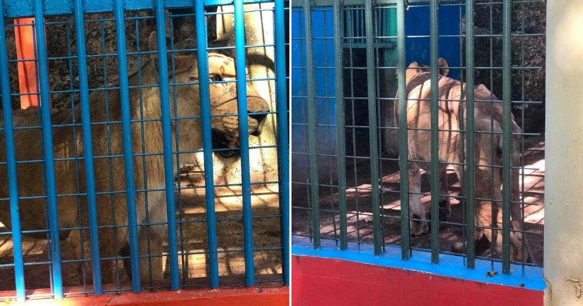 Continúan las denuncias por hambre en zoológicos de Cuba: alertan sobre animales desnutridos en Matanzas