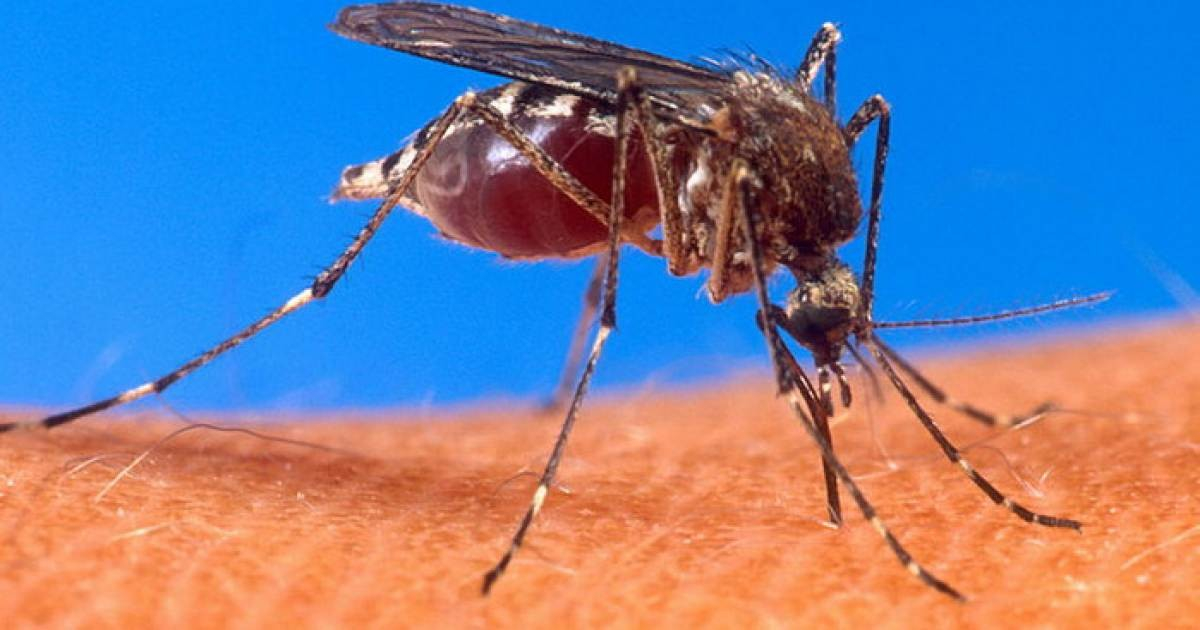 Chikungunya en España: 20 de los casos detectados provenían de Cuba