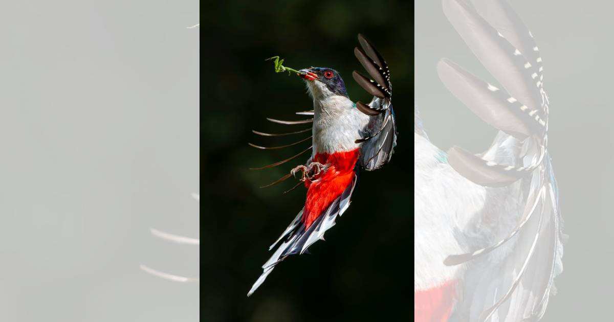 Una imagen del ave nacional de Cuba conquista el Gran Premio de Naturaleza Digital Online 2026