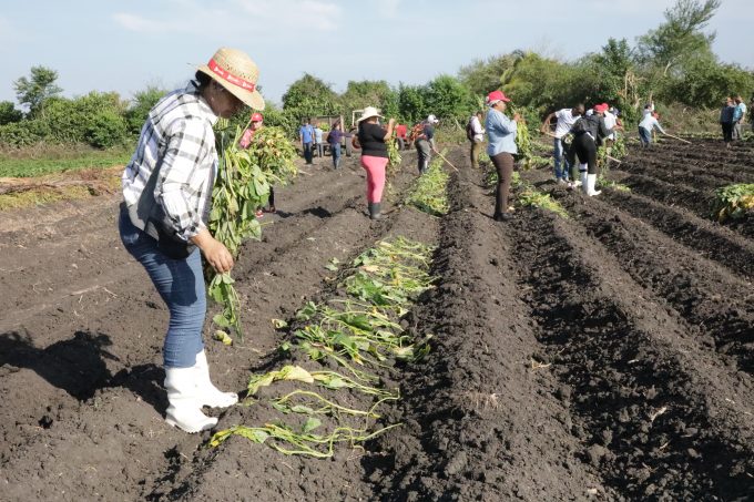 Comenzó  campaña de siembra de frío en cultivos varios en Granma