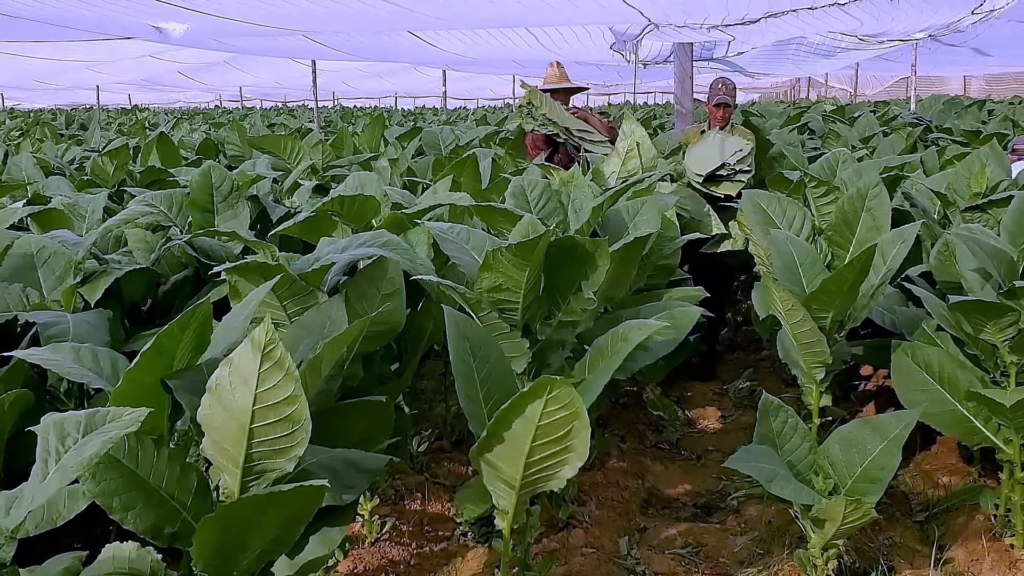 Morón, una finca tabacalera por tradición en Pinar del Río