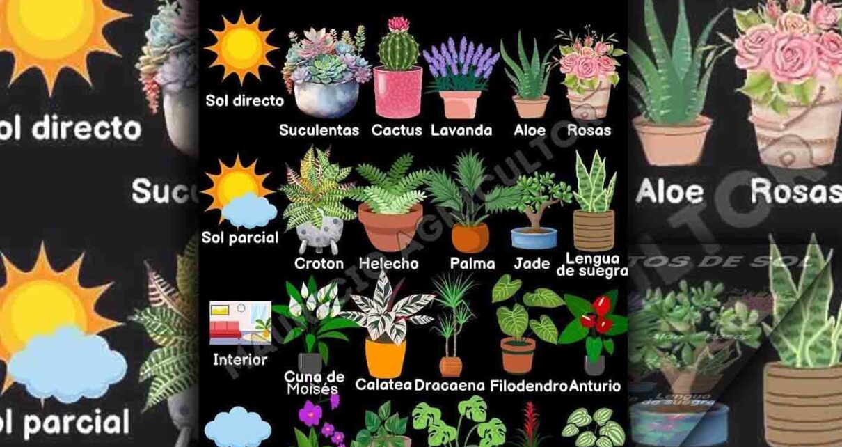 El sol, ese gran alimento imprescindible