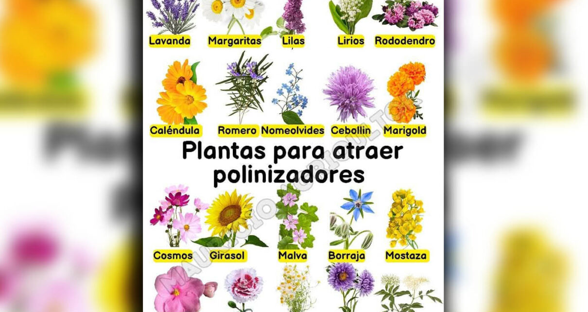 Importancia de la polinización y sus agentes