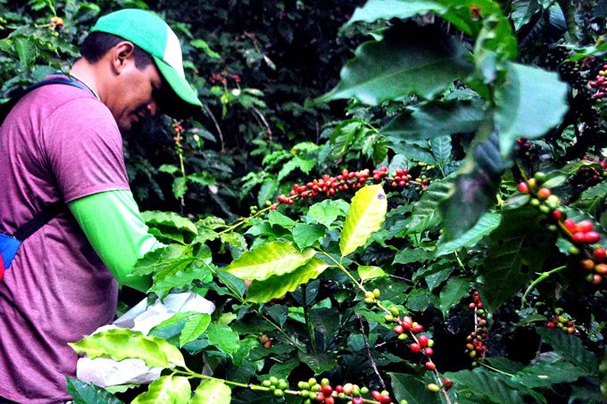 Granma enfrenta los retos de la zafra cafetalera