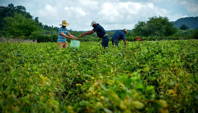Fortalecen sistemas alimentarios locales en el oriente de Cuba