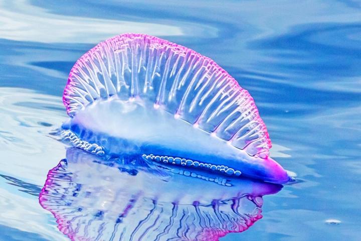Criaturas marinas venenosas plagan las playas europeas en medio de temperaturas extremas Cubasi