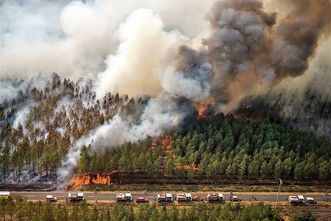 Francia detiene a más de 400 personas implicados en la ola de incendios forestales