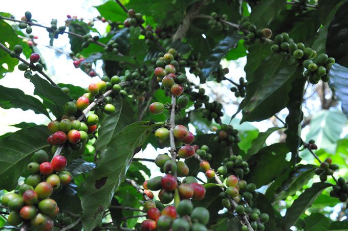 Comenzó cosecha  cafetalera en Granma