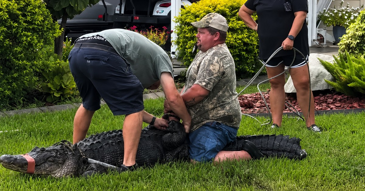Pareja recién llegada a Florida encuentra un caimán gigante estacionado junto a su camioneta