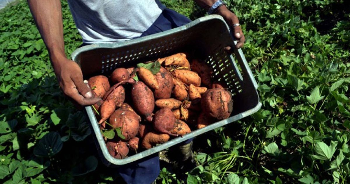 El Consejo de Ministros regula comercialización de productos agropecuarios y forestales en Cuba – CiberCuba