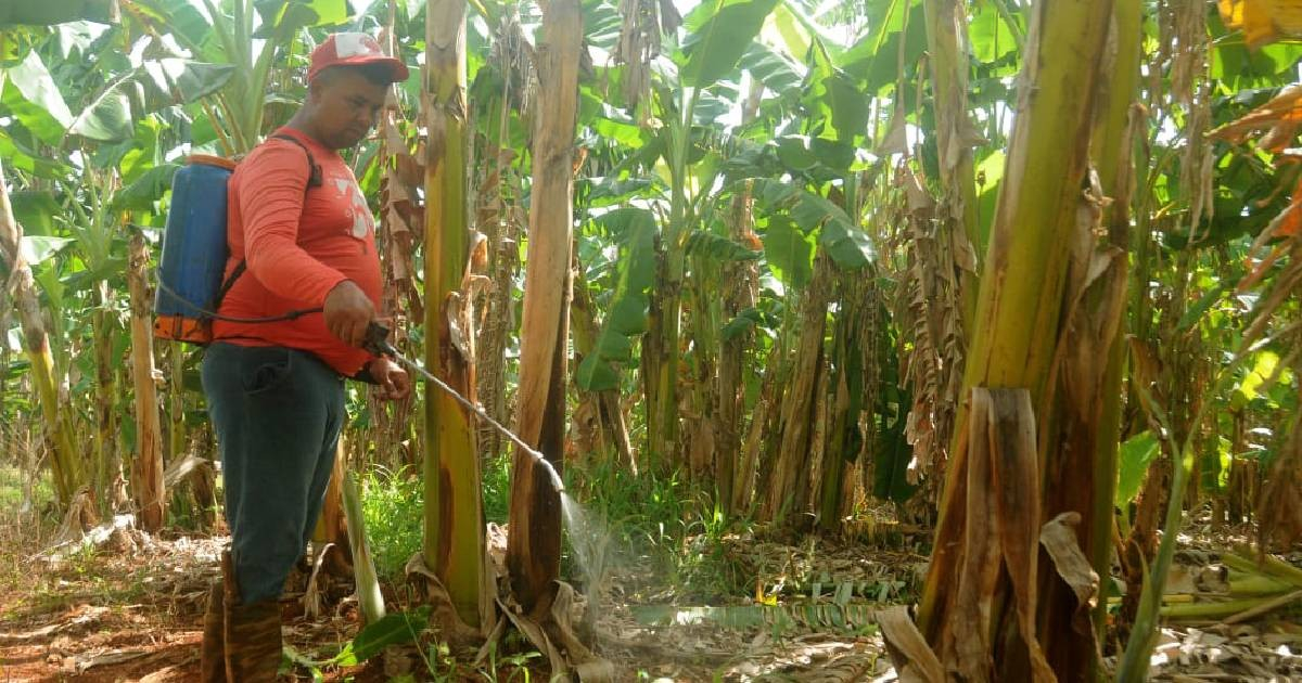 Empresa Agropecuaria Artemisa acumula millonaria deuda con productores