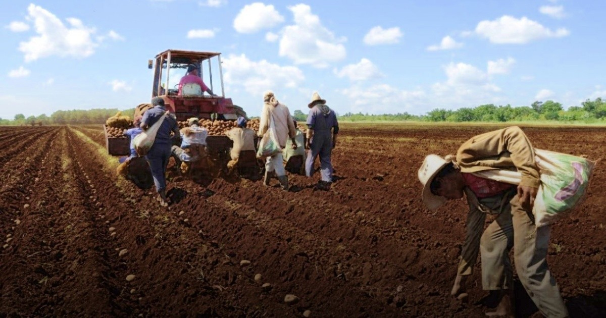 Consejo de Estado aprueba nuevas regulaciones sobre suelos y fertilizantes en Cuba