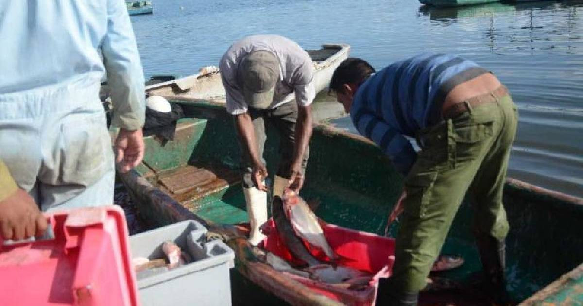 ¿Dónde terminó el pescado de Cuba? Cifras oficiales muestran un desplome de las capturas – CiberCuba