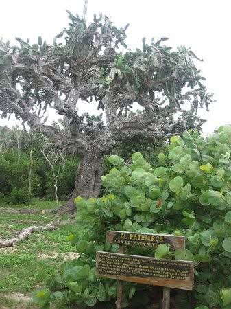 Postales Matanceras: Patriarcas Giron