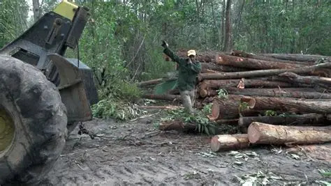 Analiza Buró Provincial del Partido programas forestal e hidráulico en Pinar del Río