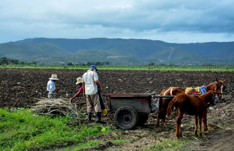 Contribuye el autoconsumo a la alimentación escolar en Holguín Ahora